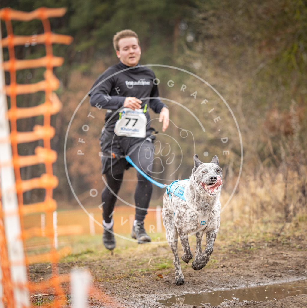 DV3A0282 | Hundefotografie, Tierfotograf, Pfotenfotografie, Fotoshooting Hund, Hunde Portrait, Hundesport, Hundeportraits, Heideshooting, Hunde, Sportfotograf, Hundefotograf, Turnierhundsport, THS,  - Realisiert mit Pictrs.com