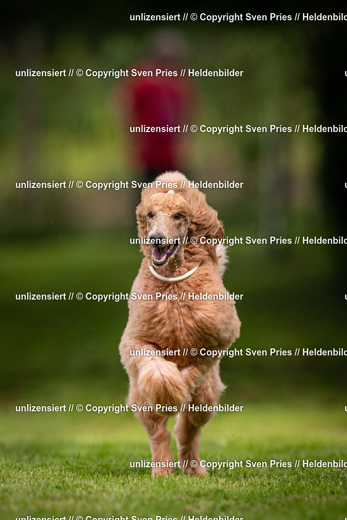 Sven Pries | 2024-09-22 - Hunderennen Baden-BadenPudelverein - Realisiert mit Pictrs.com