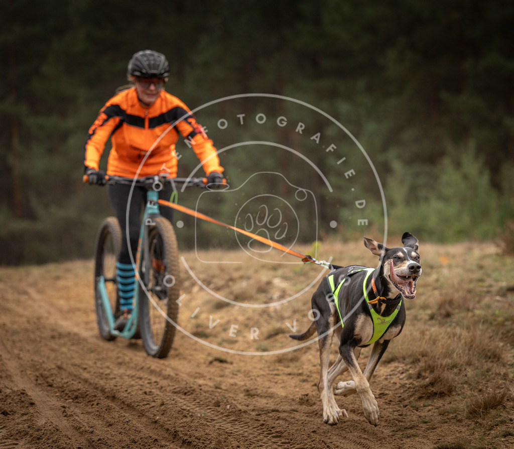 Pfotenfotografie_DV3A4607 | Hundefotografie, Tierfotograf, Pfotenfotografie, Fotoshooting Hund, Hunde Portrait, Hundesport, Hundeportraits, Heideshooting, Hunde, Sportfotograf, Hundefotograf, Turnierhundsport, THS,  - Realisiert mit Pictrs.com