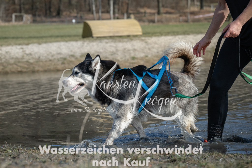 1331_ZZ96751 | kk-dogfotos