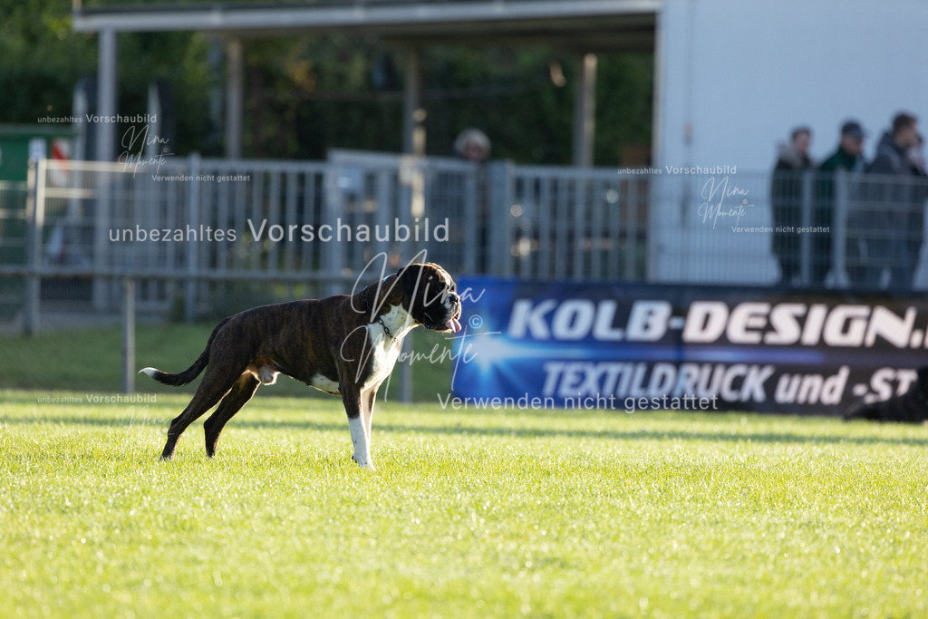 _16A6080 | Einzigartige Fotos von Hunden & Menschen –Actionfotos, Portraits, Vereinsaufnahmen & Paarshootings – authentisch, lebendig & mit Herz.