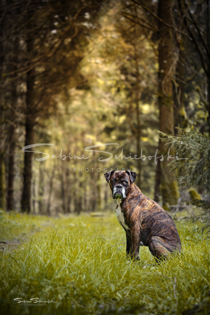 "Kim" Boxer | People- und Tierfotografie, Imageaufnahmen, Veranstaltungsfotografie und Wandbilder aus der Natur ★ Made in Germany ✔️ Druck + Downloads ✔️ Naturfotografie in Top Qualität ★ schneller Versand, weltweite Lieferung! - Realisiert mit Pictrs.com