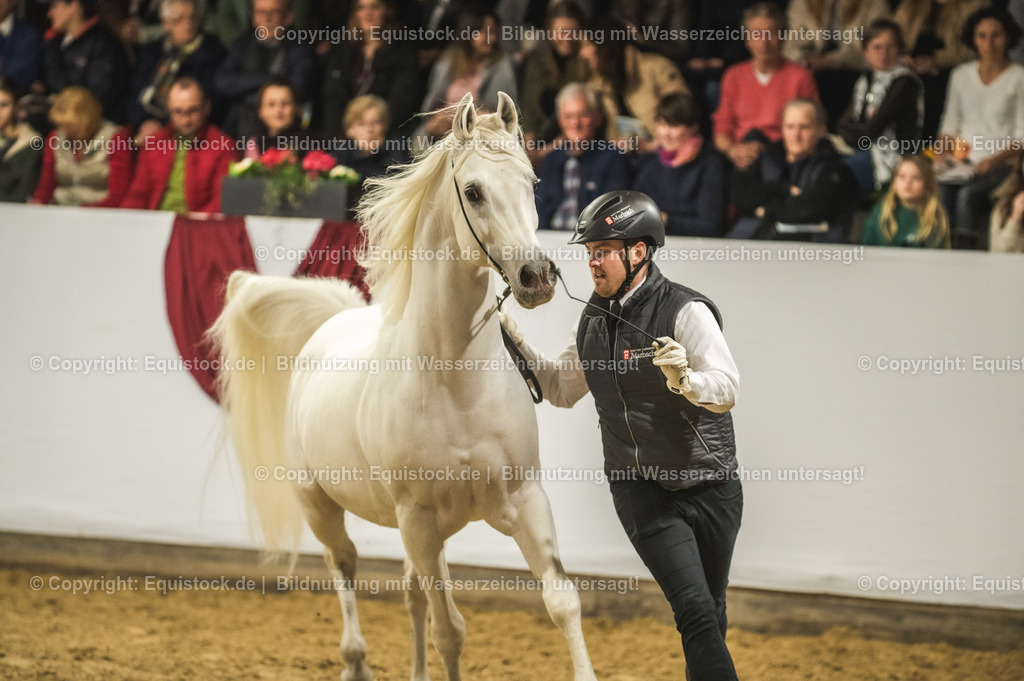 20240302_Hengstvorstellung_Marbach_TOMsPiC_1130-2 | equistock
