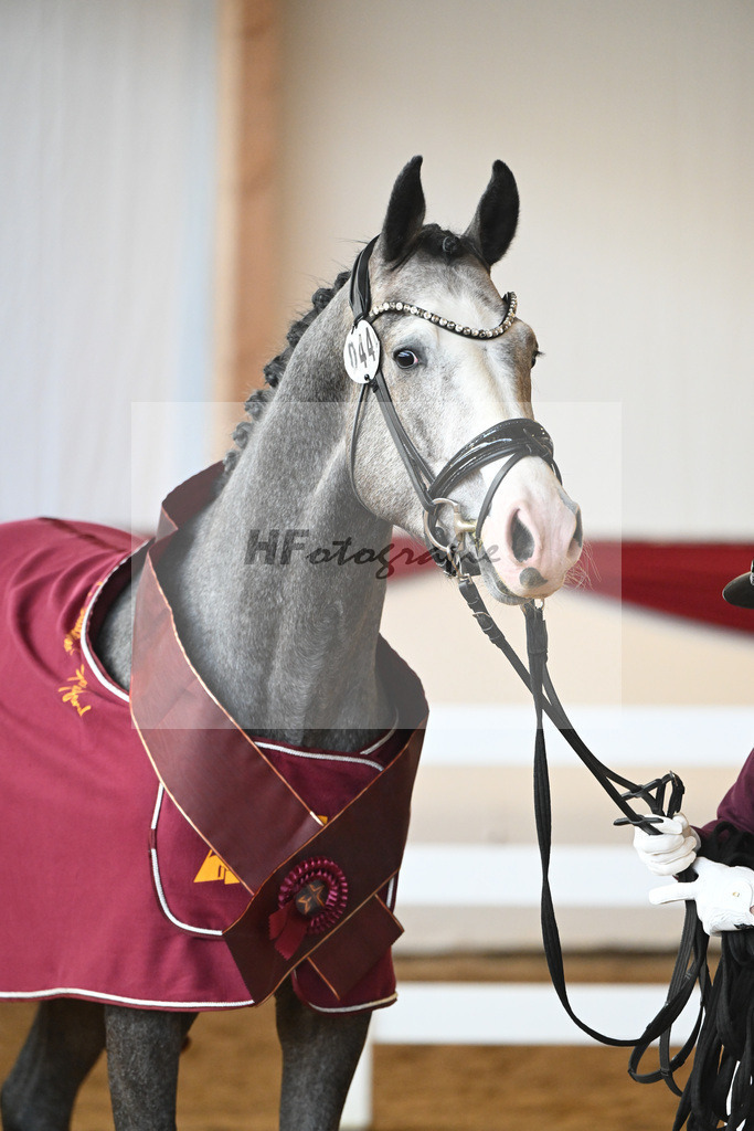 Kat-Nr. 44 Harry v. Hickstead White_Koeniger_16250792 | hf-fotografie - Realisiert mit Pictrs.com