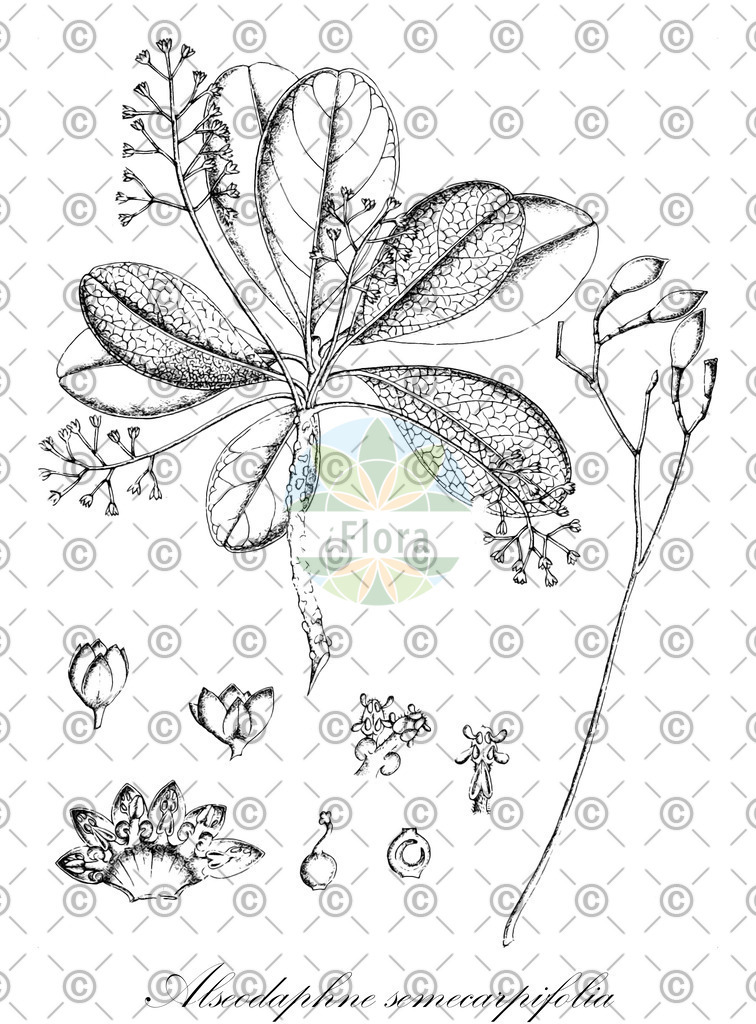 HistAbb_wfo-0000527483_1_ENZY_Simple | Historische Abbildung von Alseodaphne semecarpifolia - Lauraceae | Historical Illustration of Alseodaphne semecarpifolia - Lauraceae