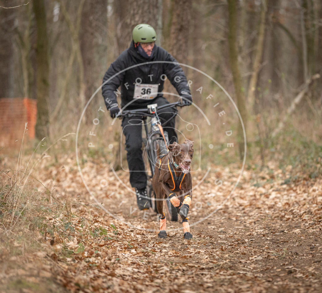 Pfotenfotografie_DV3A0032 | Hundefotografie, Tierfotograf, Pfotenfotografie, Fotoshooting Hund, Hunde Portrait, Hundesport, Hundeportraits, Heideshooting, Hunde, Sportfotograf, Hundefotograf, Turnierhundsport, THS,  - Realisiert mit Pictrs.com