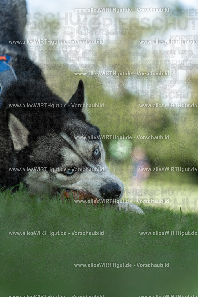 Hundeschwimmen_Volksbad_2026-allesWIRTHgut_Tierfotografie-2609061226-113627-7R500046 | Professionelle Tierfotografie in Mönchengladbach von Daniel Wirth (allesWIRTHgut). Liebevolle & natürliche Bilder von Hunden & Katzen für unvergessliche Erinnerungen.
