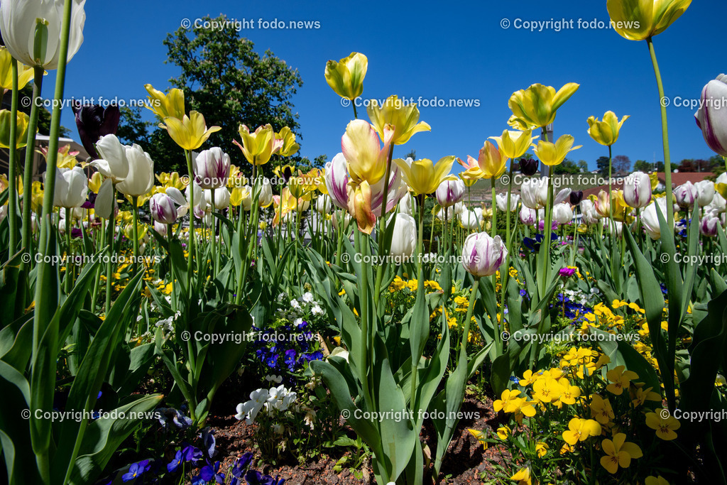 Fruehling_ Blumen_ 05.05.2025-1 | 05.05.2025, LINZ, AUT, Fruehling, Blumen, Fruehlingsboten, im Bild Frühling, Blumen, Frühlingsboten, Fruehling, Fruelingsboten, Tulpen, Gelb, Weiss, Beet, Blumenbeet, Pflanzen, Blütenpflanze