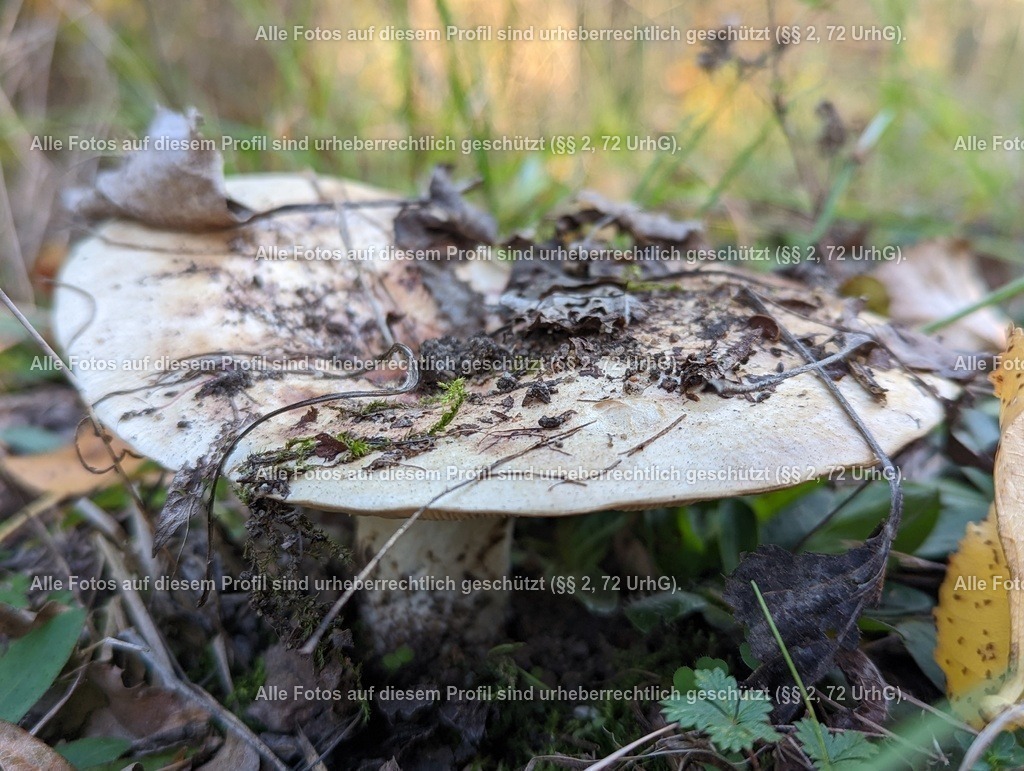 PXL_20221007_151824578.PORTRAIT | krollfotografie - Realisiert mit Pictrs.com