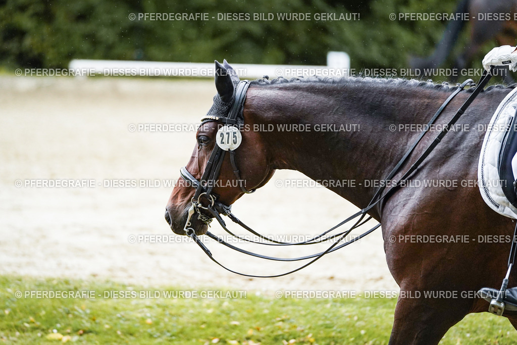 DSC00613 | Pferdegrafie