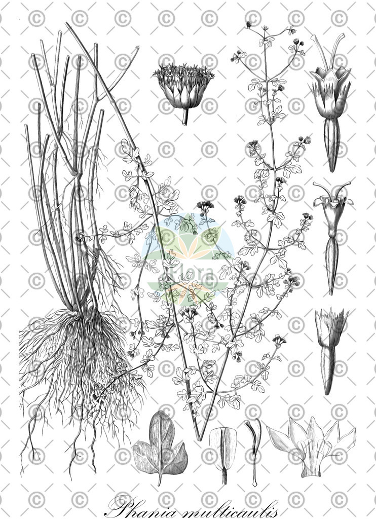 HistAbb_wfo-4000029139_1_ENZY_Simple | Historische Abbildung von Phania multicaulis - Asteraceae | Historical Illustration of Phania multicaulis - Asteraceae