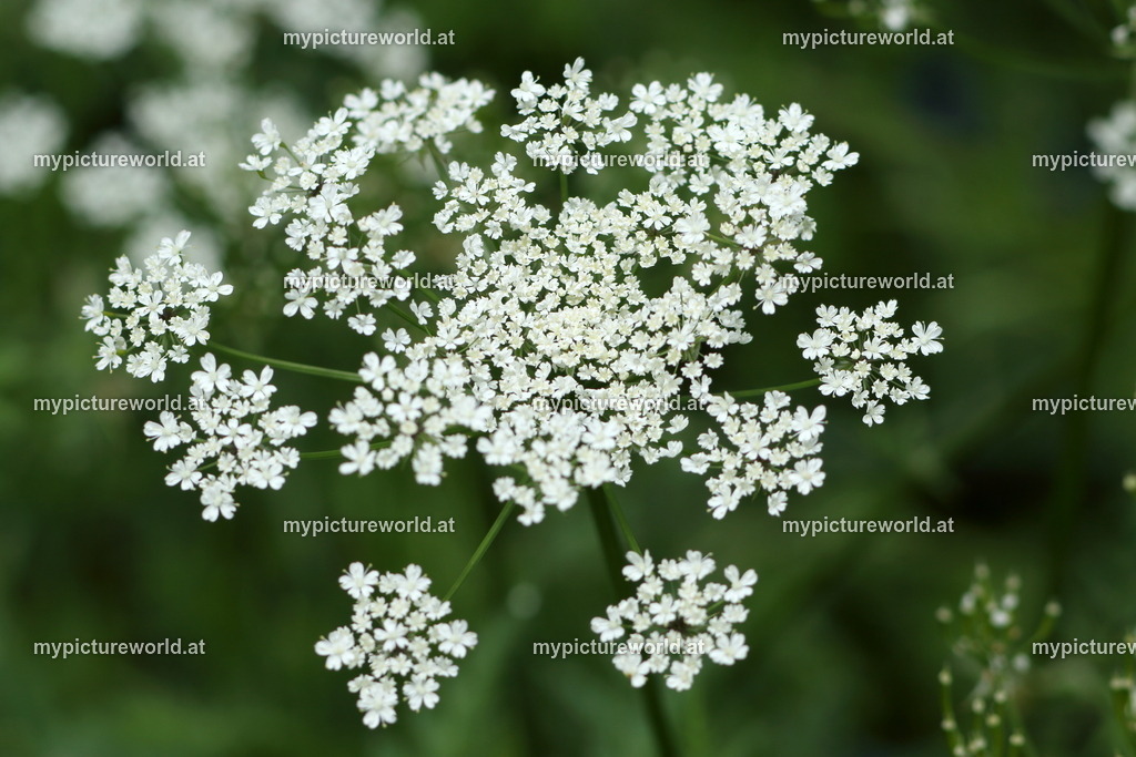 Wiesen-Kerbel-001 | Das Bilderarchiv über Tiere, Planzen und Landschaften. In der Bilddatenbank finden Sie ein große Auswahl an hochwertigen Bilder für Ihre Werbung - Realisiert mit Pictrs.com