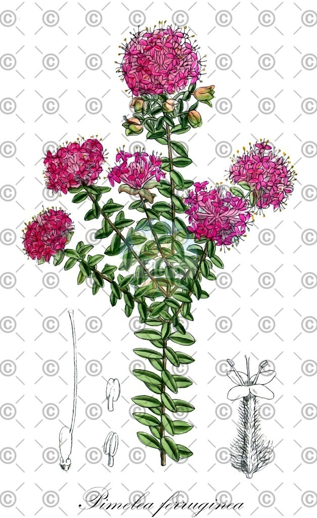 HistAbb_wfo-0000273391_1_ENZY_Simple | Historische Abbildung von Pimelea ferruginea - Thymelaeaceae | Historical Illustration of Pimelea ferruginea - Thymelaeaceae