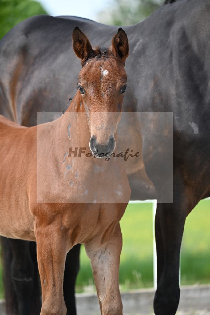 Emerald x Cornet de Lys_SF_Eberhardt_8250055 | hf-fotografie - Realisiert mit Pictrs.com