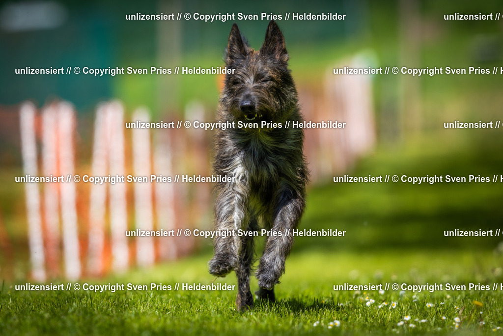 Hunderennen_April_2026_634 | 2026-04-26 - Hunderennen Baden-Oos April 2026 - Realisiert mit Pictrs.com