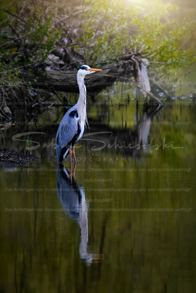 Wandbild Reiher | Exklusive Naturfotografie für stilvolle Wanddekoration ★ Premium Wandbilder Made in Germany ✔️ FineArt Drucke & Downloads ✔️ Brillante Farben, höchste Qualität & weltweiter Versand ✔️ - Realisiert mit Pictrs.com
