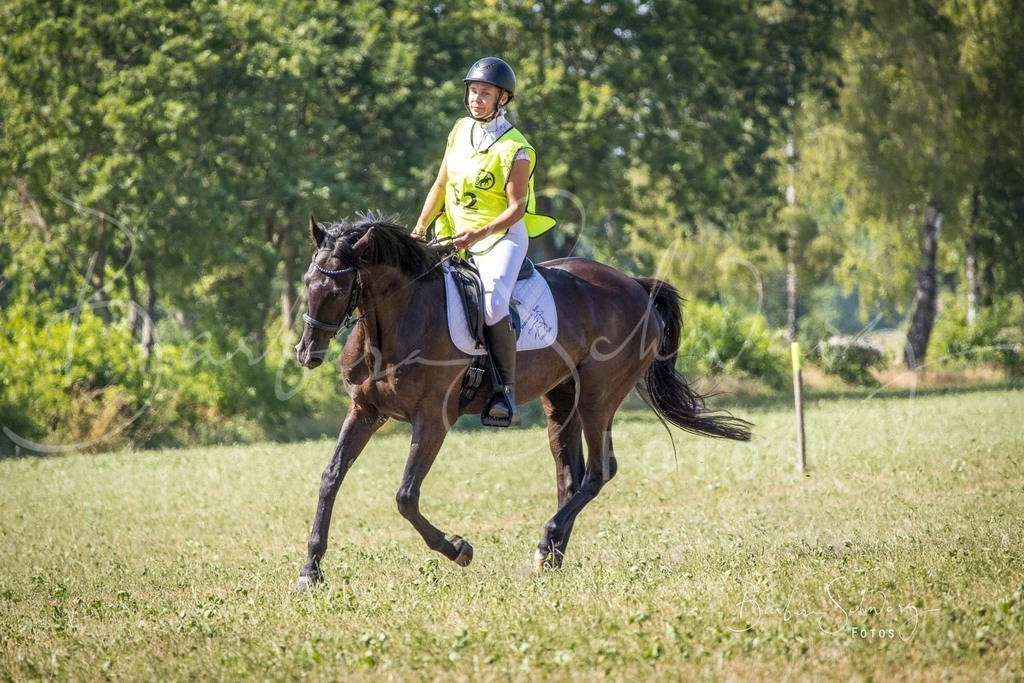CJP_2026-06-26_181 | Stimmungsvolle Fotografie von Pferden, fotografische Begleitung von Veranstaltungen, Golfturnieren und Distanzritten - Realisiert mit Pictrs.com
