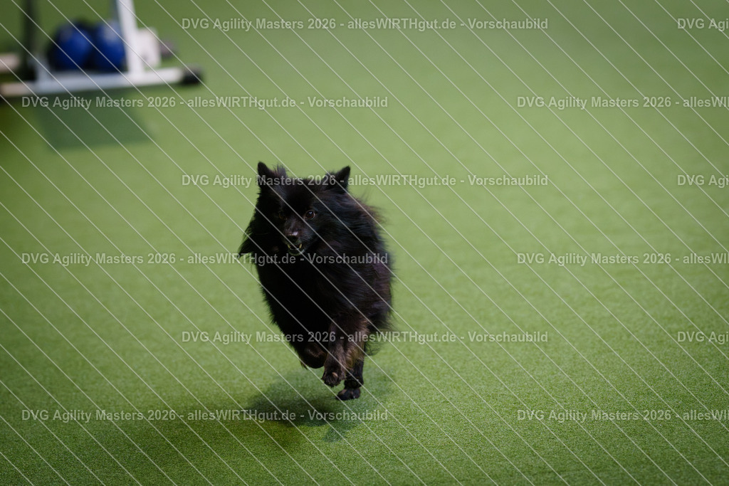 allesWIRTHgut_Tierfotografie-DVG_Agility_Masters_2026-13_48-7R500060 | Professionelle Tierfotografie in Mönchengladbach von Daniel Wirth (allesWIRTHgut). Liebevolle & natürliche Bilder von Hunden & Katzen für unvergessliche Erinnerungen.