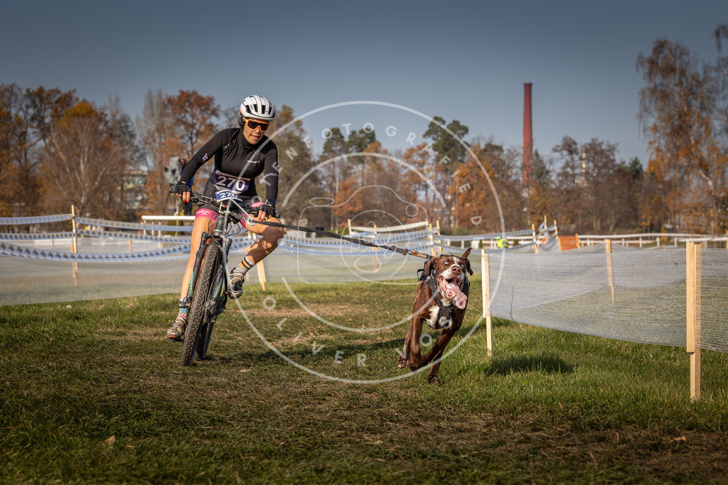 CaniXpix_0L8A7780 | Hundefotografie, Tierfotograf, Pfotenfotografie, Fotoshooting Hund, Hunde Portrait, Hundesport, Hundeportraits, Heideshooting, Hunde, Sportfotograf, Hundefotograf, Turnierhundsport, THS,  - Realisiert mit Pictrs.com