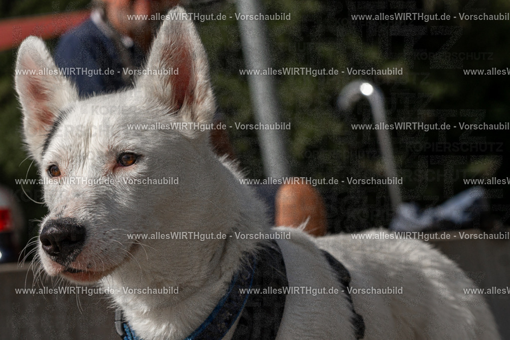 Hundeschwimmen_Volksbad_2026-allesWIRTHgut_Tierfotografie-2609061526-FAY07221 | Professionelle Tierfotografie in Mönchengladbach von Daniel Wirth (allesWIRTHgut). Liebevolle & natürliche Bilder von Hunden & Katzen für unvergessliche Erinnerungen.