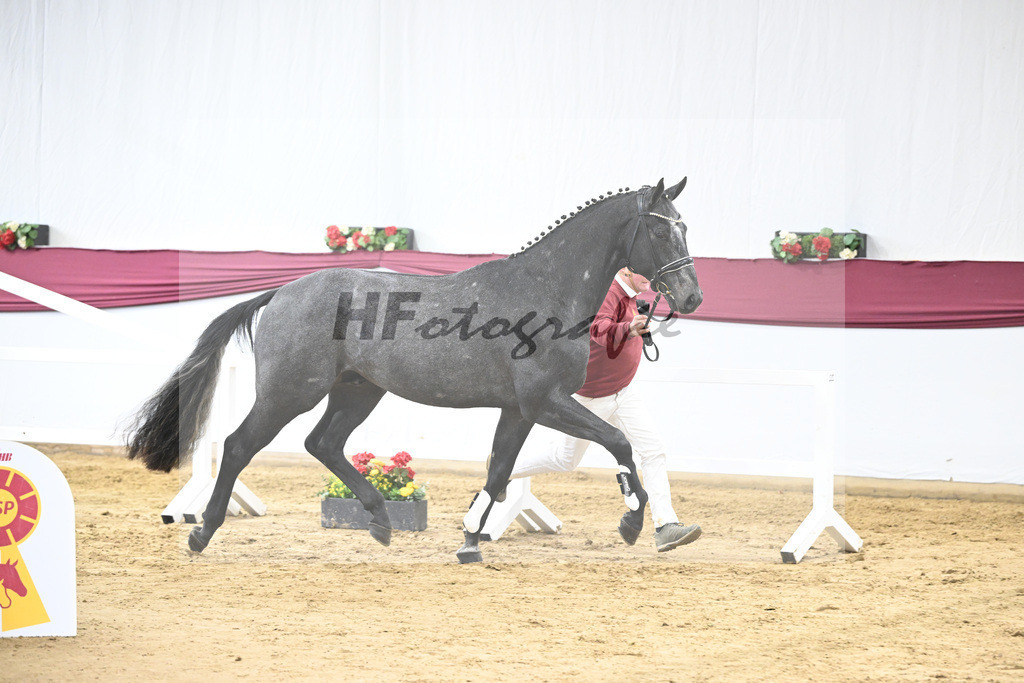 Kat-Nr. 104 Allroad 2000 Z x Chacco-Blue_Anton Gassler_47253330 | hf-fotografie - Realisiert mit Pictrs.com