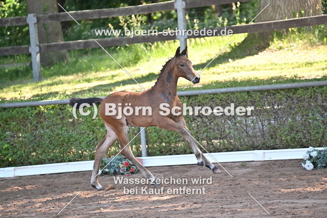 17_Conthalou - Cellestial_758_8407 | Björn Schroeder Pferdefotografie