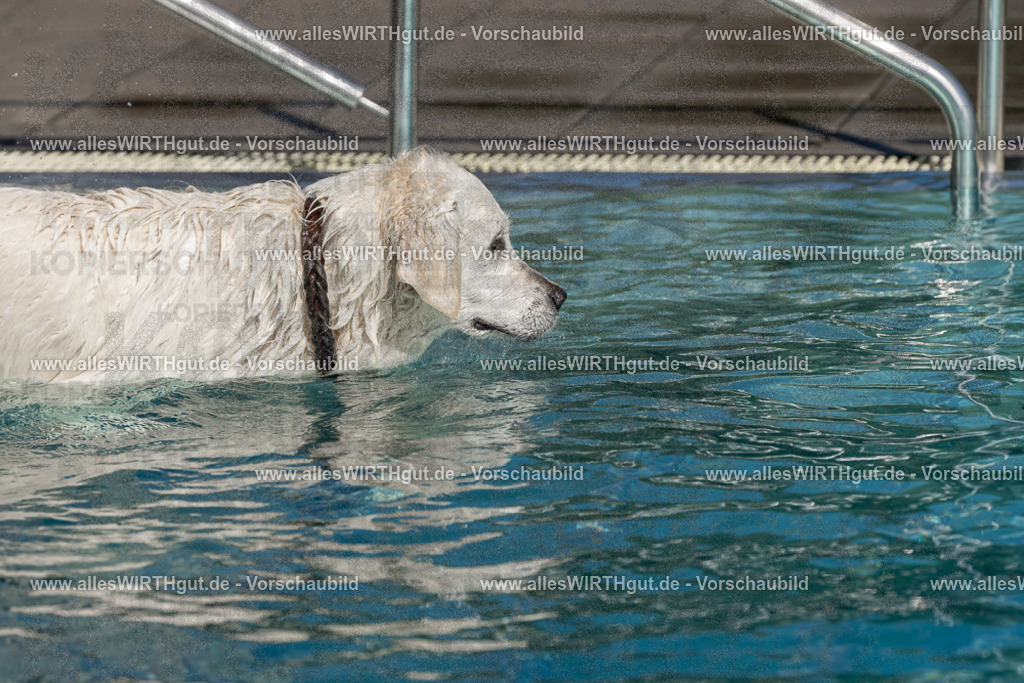 Hundeschwimmen_Volksbad_2026-allesWIRTHgut_Tierfotografie-2609061431-FAY06964 | Professionelle Tierfotografie in Mönchengladbach von Daniel Wirth (allesWIRTHgut). Liebevolle & natürliche Bilder von Hunden & Katzen für unvergessliche Erinnerungen.