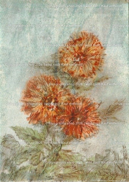 Asterngruß Variation 35 | Zeichnung von Vera Zschecked exclusiv auf titusgraphy.eu - Realisiert mit Pictrs.com