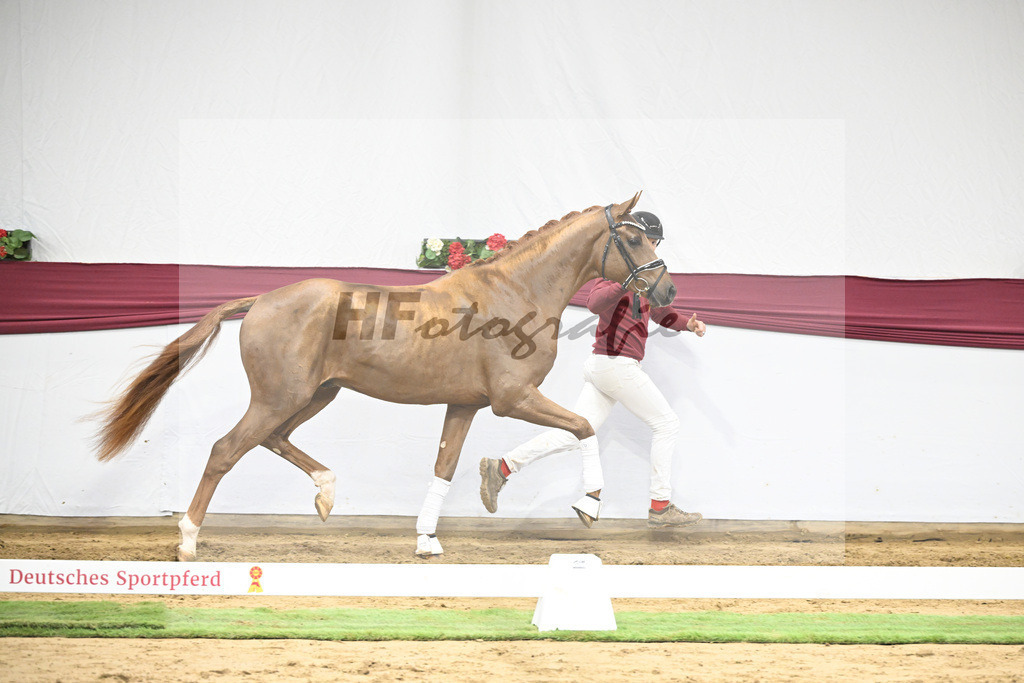 Kat-Nr. 25 Feliciano x Fuerst Romancier_Dr. Jutta Steidl_47250818 | hf-fotografie - Realisiert mit Pictrs.com