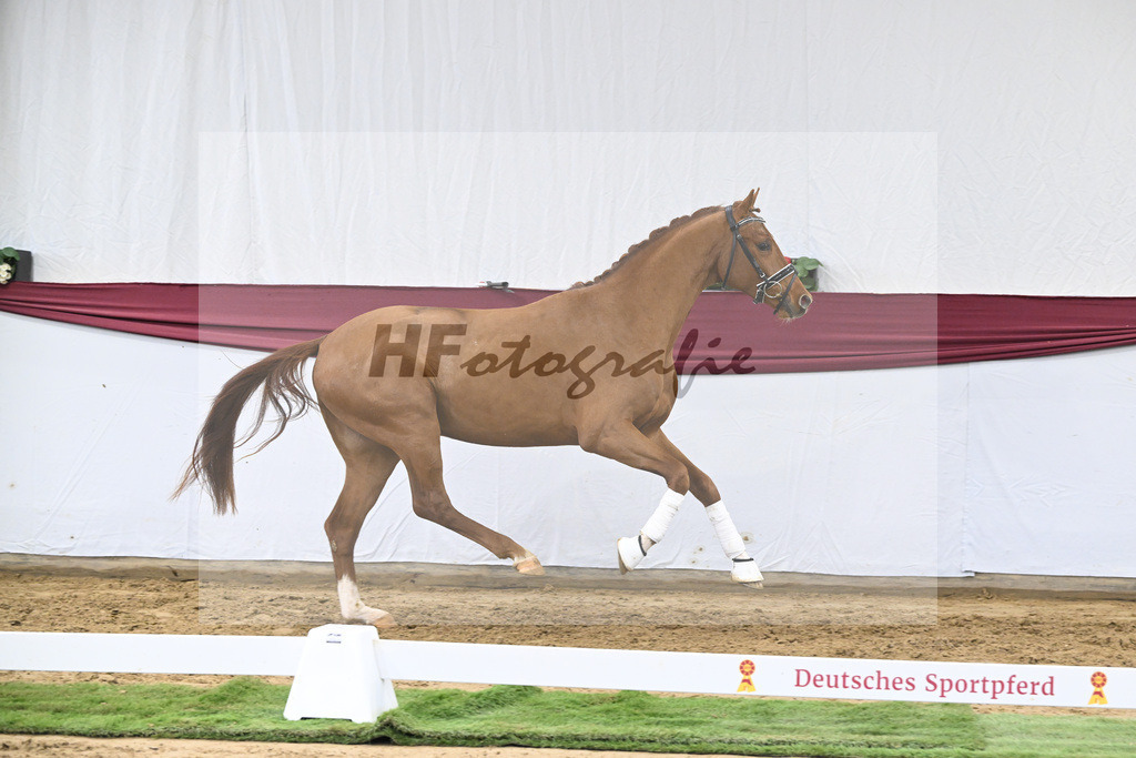 Kat-Nr. 19 My Blue Hors Santiano x Franklin_Denise Meier_47250559 | hf-fotografie - Realizzato con Pictrs.com