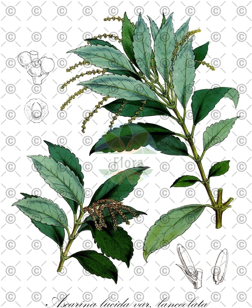 HistAbb_wfo-0001192222_1_ENZY_Simple | Historische Abbildung von Ascarina lucida var. lanceolata - Chloranthaceae | Historical Illustration of Ascarina lucida var. lanceolata - Chloranthaceae