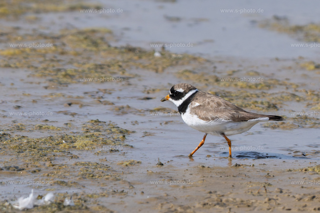 Sandregenpfeifer | ..auf Nahrungssuche im Watt - Realisiert mit Pictrs.com