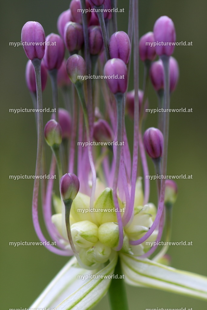 Kiel-Lauch-002 | Das Bilderarchiv über Tiere, Planzen und Landschaften. In der Bilddatenbank finden Sie ein große Auswahl an hochwertigen Bilder für Ihre Werbung - Realisiert mit Pictrs.com