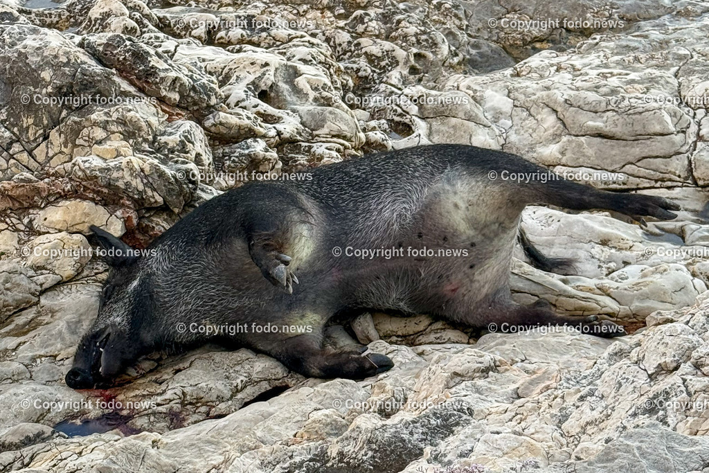 Kroatien_ Milna_ Strand_ 28.07.2025-12 | 28.07.2025, Kroatien, HRV, Brac, Insel in Dalmatien, Milna im Bild Strand, Wildschwein, Kadaver, Meer, Adria, Gezeitenein vom Meer angespuelter Wildschweinkadaver liegt am Strand direkt vor der Splitska vrata bei einem Privathaus seit Tagen in der Sonne und stinkt schon. Keine Behoerde sieht sich zustaendig das Tier zu entfernen. 