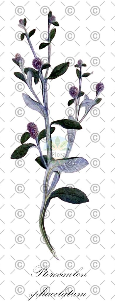 HistAbb_EMP_19258_1_SIMPLE | Historische Abbildung von Pterocaulon sphacelatum - Asteraceae | Historical Illustration of Pterocaulon sphacelatum - Asteraceae