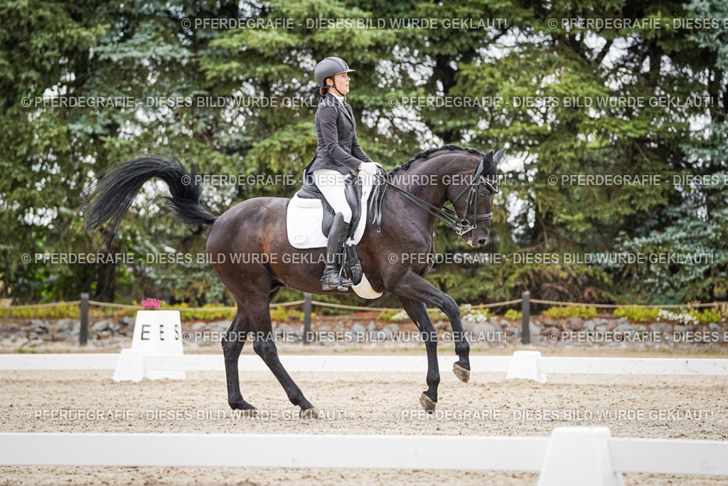 DSC04353 | Pferdegrafie