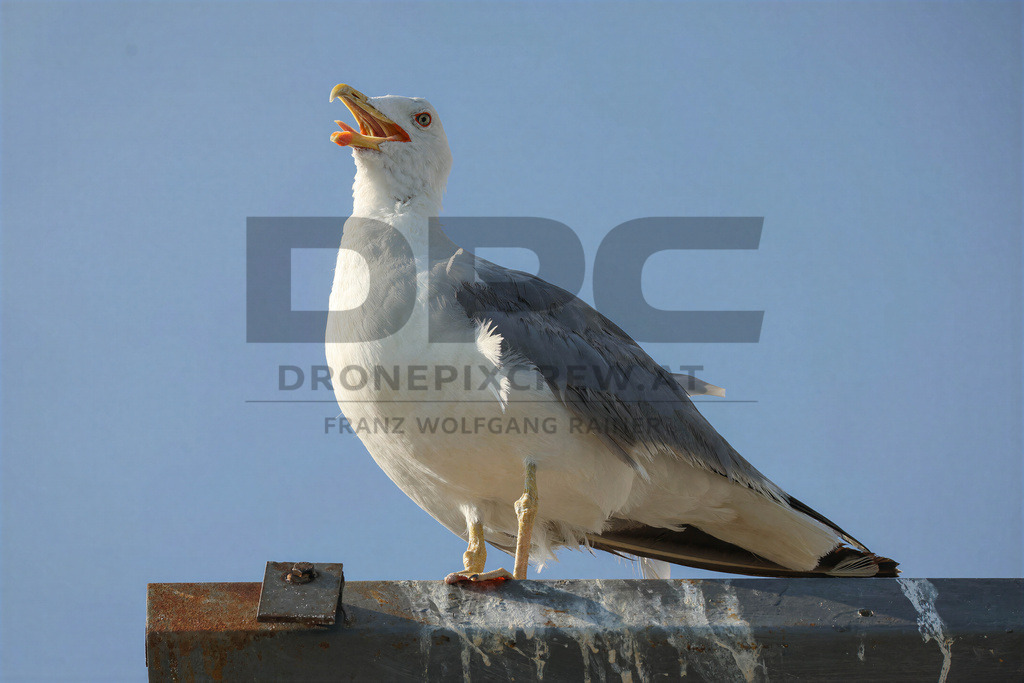 Yellow-legged Gull (Larus michahellis) | Yellow-legged Gull (Larus michahellis), a large gull species commonly found along Mediterranean coasts, rocky shorelines, harbours and coastal areas. - Realisiert mit Pictrs.com