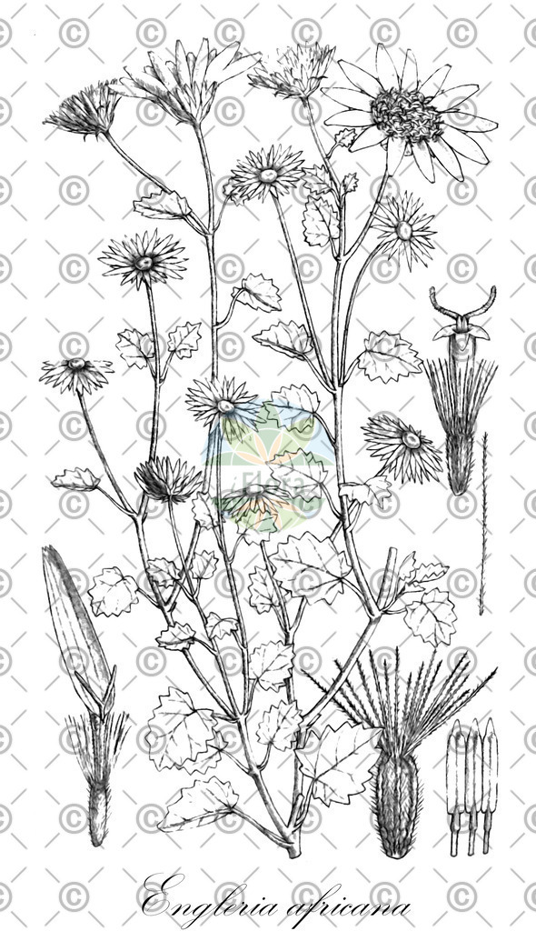 HistAbb_wfo-0000668003_1_ENZY_Simple | Historische Abbildung von Engleria africana - Asteraceae | Historical Illustration of Engleria africana - Asteraceae