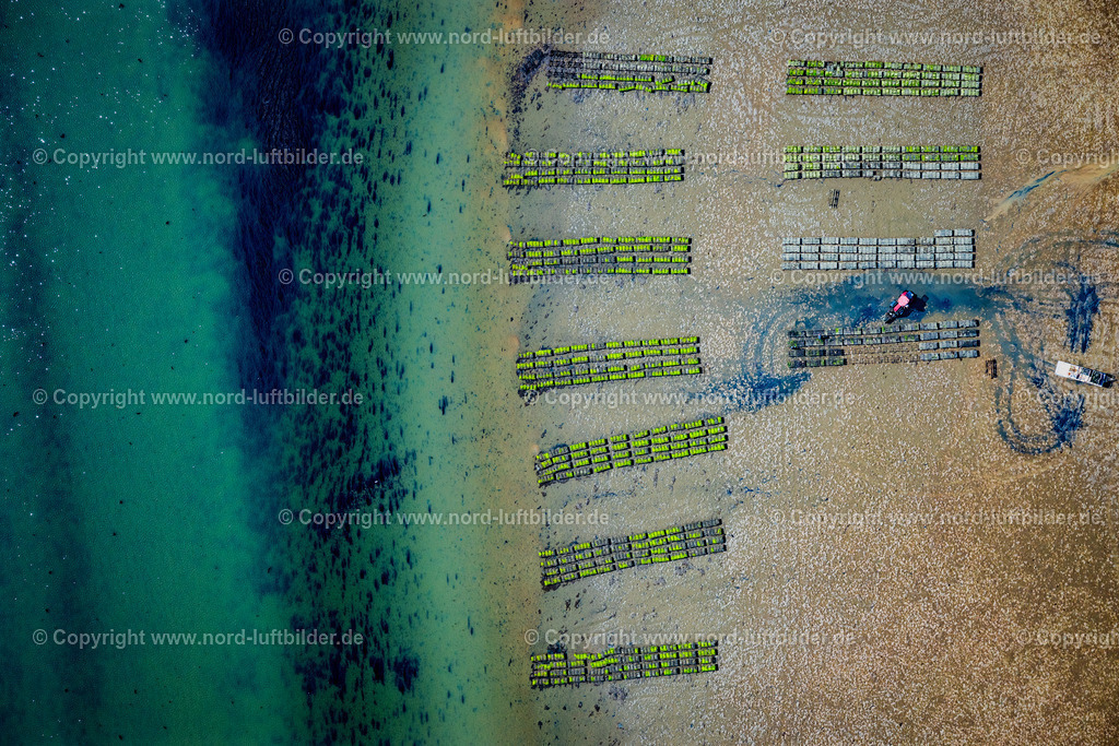 Sylt_List_Wattenmeer_Austernzucht_Sylter_Royal_Dittmeyers_Austernzucht_Companie_ELS_8870130825 | LIST 13.08.2025 Wattenmeer der Nordsee- Küste mit Austern-Zucht-Bänken "Sylter Royal" in List im Bundesland Schleswig-Holstein, Deutschland. Weiterführende Informationen bei: Dittmeyer's Austern-Compagnie GmbH. // Wadden Sea of the North Sea coast with oyster breeding banks "Sylter Royal" in List in the federal state of Schleswig-Holstein, Germany. Further information at: Dittmeyer's Austern-Compagnie GmbH. Foto: Martin Elsen