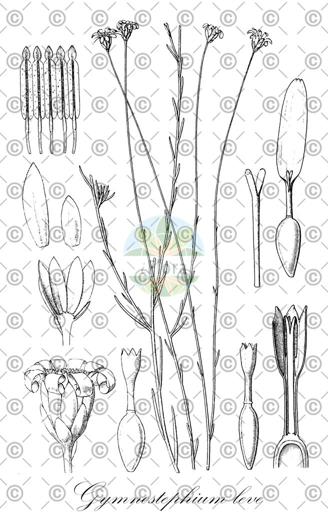 HistAbb_wfo-0001174024_1_ENZY_Simple | Historische Abbildung von Gymnostephium leve - Asteraceae | Historical Illustration of Gymnostephium leve - Asteraceae