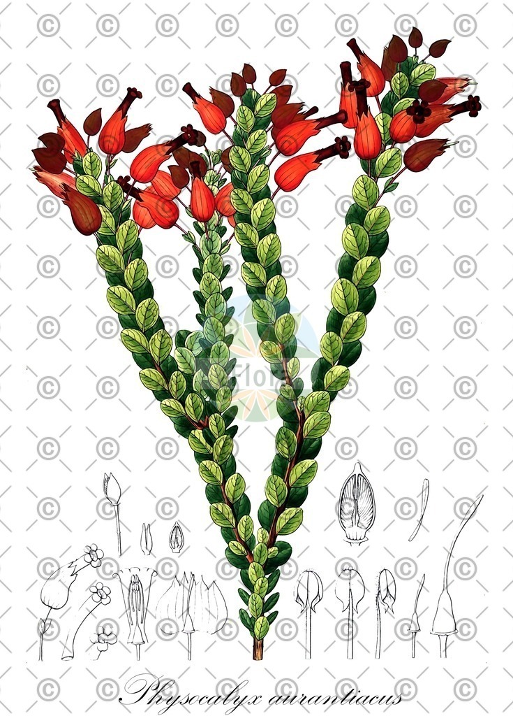 HistAbb_wfo-0001025079_1_ENZY_Simple | Historische Abbildung von Physocalyx aurantiacus - Orobanchaceae | Historical Illustration of Physocalyx aurantiacus - Orobanchaceae