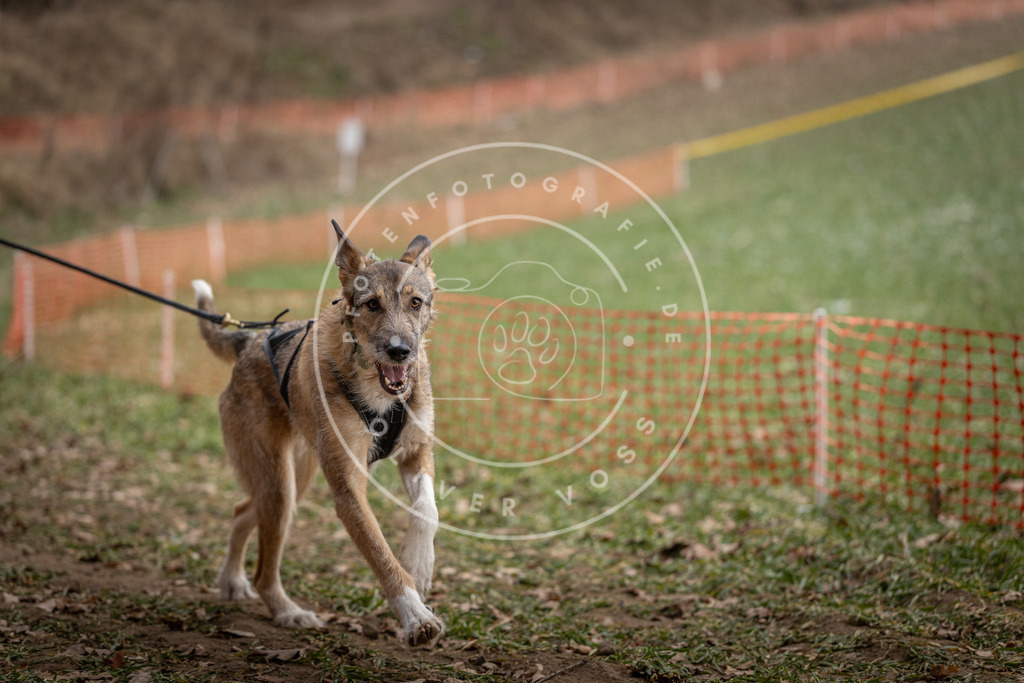Pfotenfotografie_DV3A0599 | Hundefotografie, Tierfotograf, Pfotenfotografie, Fotoshooting Hund, Hunde Portrait, Hundesport, Hundeportraits, Heideshooting, Hunde, Sportfotograf, Hundefotograf, Turnierhundsport, THS,  - Realisiert mit Pictrs.com