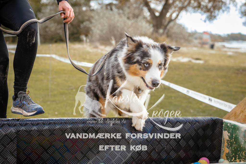 1342_ZZ91858-2 | kk-dogfotos