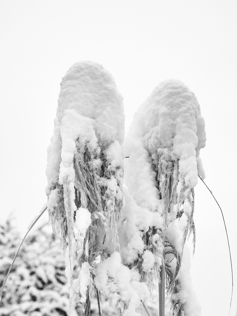 _ 3382_WINTER26_7985 | WInteraufnahmen Loosdorf 2026