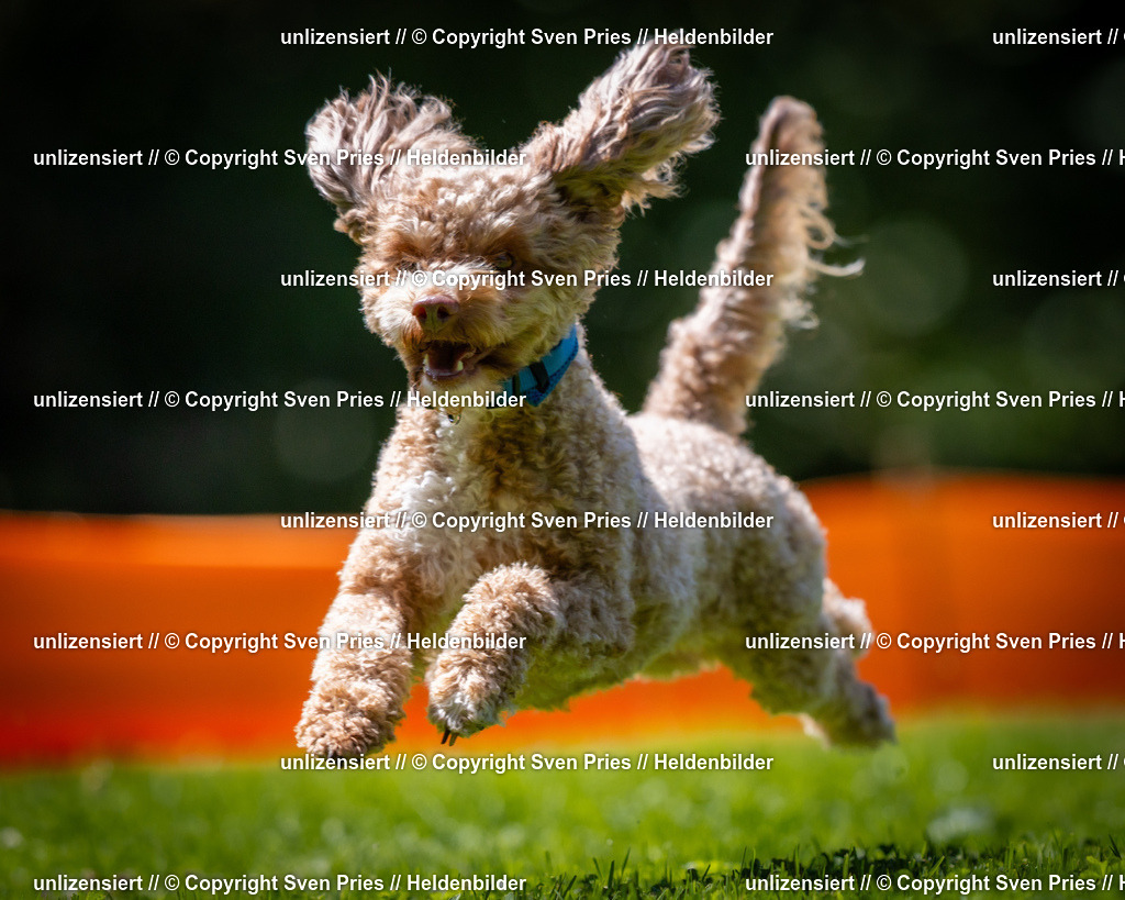 Sven Pries | 2025-08-10 - Hunderennen Durlach - Realisiert mit Pictrs.com