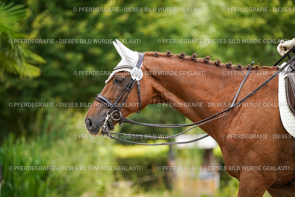 DSC06113 | Pferdegrafie