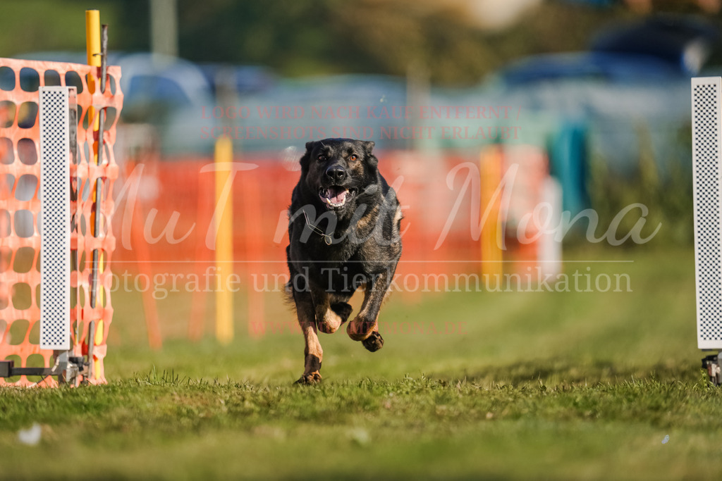 20250928_Hunderennen-105 | MuT (Mensch und Tier) mit Mona - Fotografie und Tierkommunikation - Realisiert mit Pictrs.com