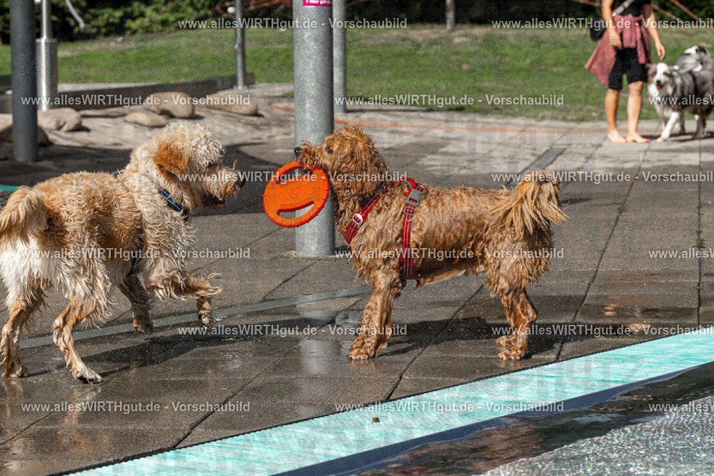 Hundeschwimmen_Volksbad_2026-allesWIRTHgut_Tierfotografie-2609061533-FAY07270 | Professionelle Tierfotografie in Mönchengladbach von Daniel Wirth (allesWIRTHgut). Liebevolle & natürliche Bilder von Hunden & Katzen für unvergessliche Erinnerungen.