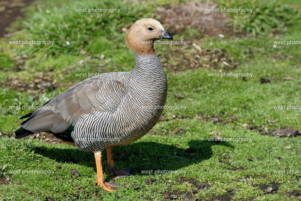 Upland goose SLI - FLK 2014 | west photography - Realisiert mit Pictrs.com