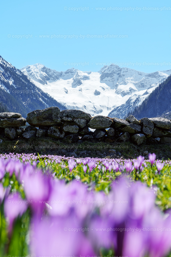 Stilluptal Krokusse Frühling copyright  Thomas Pfister-1 | PHOTOGRAPHY BY THOMAS PFISTER